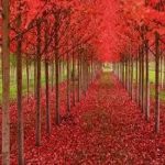 دانلود آهنگ بندری نباشی کنارم نگارم خدا نکند از مجتبی تابدار